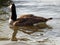 Canada goose alone swimming and relaxing on the water in the green on the River Rhein on a sunny day
