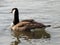 Canada goose alone swimming and relaxing on the water in the green on the River Rhein on a sunny day