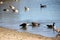 Canada Goose along Niles Beach, Quarry Lake, Fremont, Branta canadensis