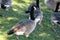 Canada Goose along Niles Beach, Quarry Lake, Fremont, Branta canadensis