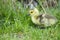 Canada Goose Baby Chick