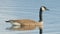 Canada goose on beautiful calm blue peaceful tranquil lake - taken during Spring migrations at the Crex Meadows Wildlife Area in N