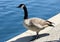 Canada Goose besides community lake, California, Branta canadensis