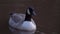Canada goose bird floats on water