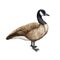 Canada goose bird watercolor illustration. Hand drawn realistic detailed Canadian goose. Wildlife North America avian