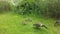 Canada Goose Birds with Babies on Lawn with Puddles in Newark, NJ.