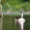 Canada Goose, Branta Canadensis