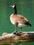 Canada Goose (Branta canadensis)