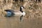 Canada Goose - Branta canadensis