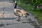 Canada goose, Branta canadensis, 28.