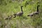 Canada Goose (Branta canadensis)