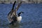 Canada goose, branta canadensis