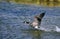 CANADA GOOSE branta canadensis, ADULT TAKING OFF FROM WATER, CANADA