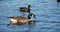 Canada goose, Branta canadensis and eurasuian coots,  swimming on a lake