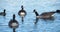 Canada goose, Branta canadensis and eurasuian coots,  swimming on a lake