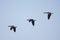 Canada Goose (Branta canadensis) In Flight