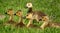 Canada Goose (Branta canadensis) Goslings