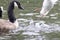 Canada goose (Branta canadensis) and gull