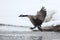 Canada Goose (Branta canadensis) Landing in Winter