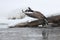 Canada Goose (Branta canadensis) Landing in Winter