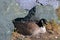 Canada Goose, Branta canadensis, Sitting on Nest between Rocks at Fisgard Lighthouse, Vancouver Island, British Columbia, Canada