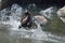 Canada goose Branta canadensis splashing wildly in water