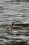 Canada goose branta canadensis standing on ice during freezing temperatures