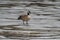 Canada goose branta canadensis standing on ice during freezing temperatures