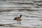 Canada goose branta canadensis standing on ice during freezing temperatures