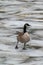 Canada goose branta canadensis walking on the ice during freezing temperatures