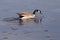 Canada goose breaking through the ice