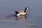 Canada goose breaking through the ice