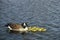 Canada Goose Brood