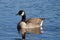 Canada Goose on Calm Water