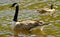 Canada Goose Canadian Goose Parc Cwm Darran Lake  South Wales