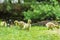 Canada goose chicks