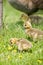 Canada Goose Chicks looking for food