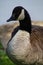 Canada Goose Close Up in Subdued Lighting  Branta canadensis