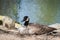 Canada Goose Closeup Nesting by Pond
