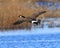 Canada Goose coming in for a landing