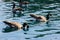 Canada Goose in community lake, California, Branta canadensis