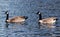 Canada Goose in community lake, California, Branta canadensis