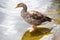 Canada goose cools its feet in the lake at St. James`s Park in London