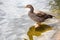 Canada goose cools its feet in the lake at St. James`s Park in London
