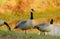 Canada Goose Decoys