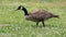 Canada Goose eating in a field of clover