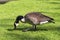 Canada goose eating grass on a meadow