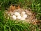 Canada Goose Eggs