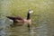 Canada goose, Embden goose hybrid