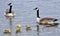 Canada Goose Family